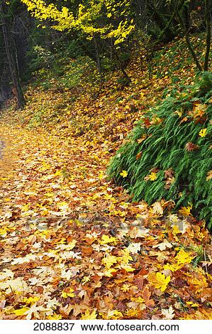 Autumn colours in the columbia river gorge national scenic area; oregon, united states of america View Large Photo Image Stock Photo - Autumn colours in the columbia river gorge national scenic area; oregon, united states of america. Fotosearch