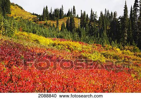 Autumn colours on mount rainier, in mt. rainier national park; washington state, united states of america View Large Photo Image Stock Image - Autumn colours on mount rainier, in mt. rainier national park; washington state, united states of america. Fotosearch