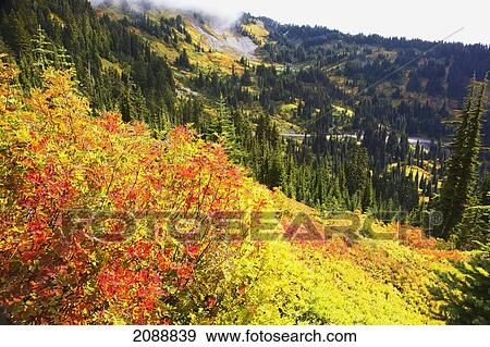 Autumn colours on mount rainier, in mt. rainier national park; washington state, united states of america View Large Photo Image Stock Photo - Autumn colours on mount rainier, in mt. rainier national park; washington state, united states of america. Fotosearch