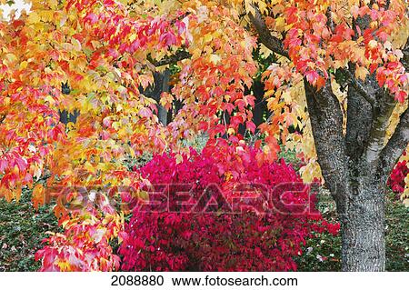 Stock Image - Autumn colours; oregon, united states of america. Fotosearch