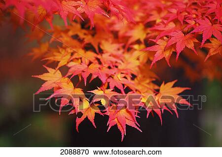 Autumn colours; portland, oregon, united states of america View Large Photo Image Stock Image - Autumn colours; portland, oregon, united states of america. Fotosearch