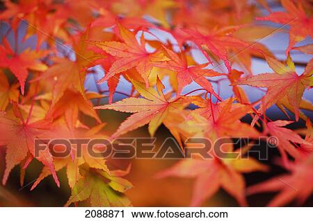 Stock Image - Autumn colours; portland, oregon, united states of america. Fotosearch