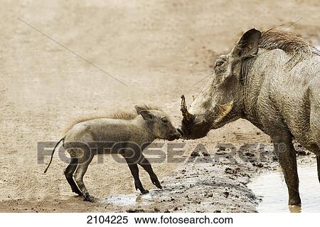 Stock Photography - Baby warthog (phacochoerus africanus) kissing mother at ngorongoro crater; tanzania. Fotosearch