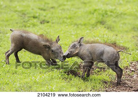 Baby warthogs (phacochoerus africanus) playing at ngorongoro crater; tanzania View Large Photo Image Stock Photo - Baby warthogs (phacochoerus africanus) playing at ngorongoro crater; tanzania. Fotosearch