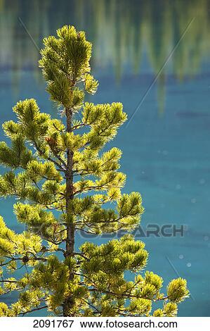 Stock Photo - Backlit evergreen tree with mountain lake in the background in kananaskis provincial park; alberta, canada. Fotosearch