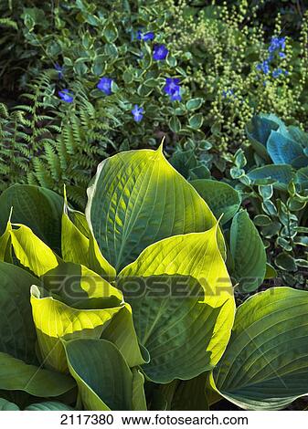 Backlit hostas and periwinkle; marton cum grafton north yorkshire england View Large Photo Image Stock Image - Backlit hostas and periwinkle; marton cum grafton north yorkshire england. Fotosearch