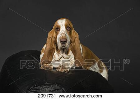 Bassett hound on a black cushion and background; st. albert, alberta, canada View Large Photo Image Stock Image - Bassett hound on a black cushion and background; st. albert, alberta, canada. Fotosearch
