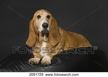 Bassett hound on a black cushion and background; st. albert, alberta, canada View Large Photo Image Stock Photo - Bassett hound on a black cushion and background; st. albert, alberta, canada. Fotosearch