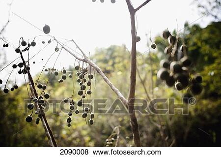 Berries hanging off a branch; yelapa, jalisco, mexico View Large Photo Image Stock Photo - Berries hanging off a branch; yelapa, jalisco, mexico. Fotosearch