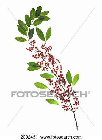 Stock Image - Berries on a stem against a white background. Fotosearch