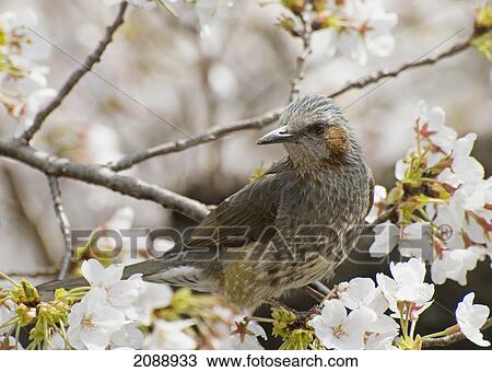 Bird perched among cherry blossoms; tokyo, japan View Large Photo Image Stock Image - Bird perched among cherry blossoms; tokyo, japan. Fotosearch