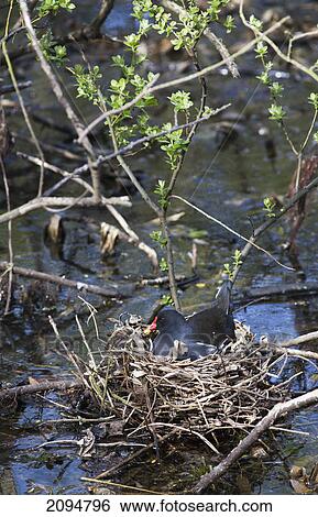 Stock Photograph - Birds sitting in a nest on the water; northumberland, england. Fotosearch