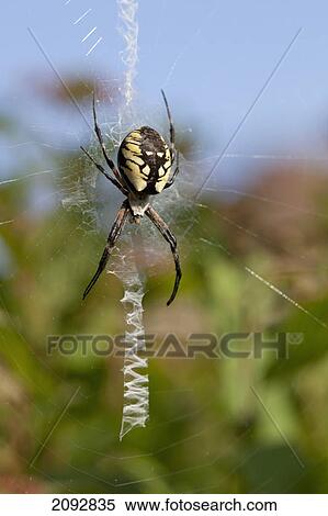 Black and yellow argiope spider building a web; brampton, ontario, canada View Large Photo Image Stock Photography - Black and yellow argiope spider building a web; brampton, ontario, canada. Fotosearch