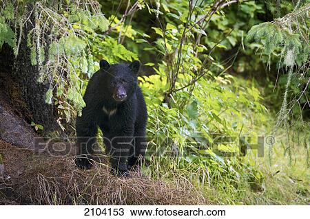 Stock Image - Black bear (ursus americanus); hyder alaska united states of america. Fotosearch