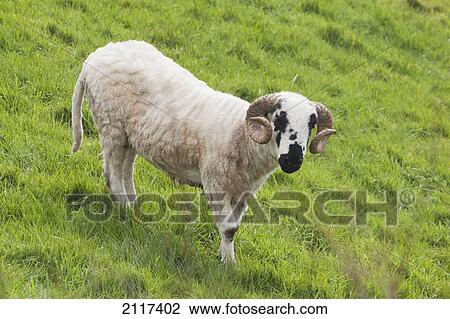 Stock Image - Black faced sheep; dingle peninsula county kerry ireland. Fotosearch