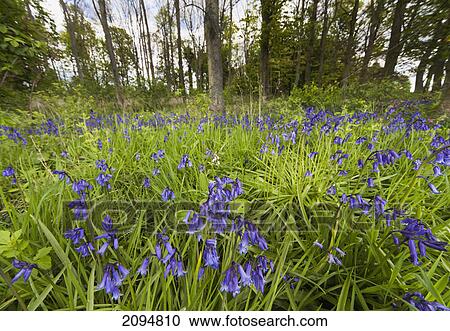 Blossoming bluebells (hyacinthoides) in a field; northumberland, england View Large Photo Image Stock Image - Blossoming bluebells (hyacinthoides) in a field; northumberland, england. Fotosearch