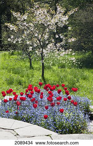 Blossoming flowers in springtime beside a stone path; northiam, sussex, england View Large Photo Image Picture - Blossoming flowers in springtime beside a stone path; northiam, sussex, england. Fotosearch