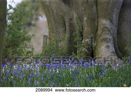 Picture - Blue flowers blossoming; hirsel, scottish borders, scotland. Fotosearch