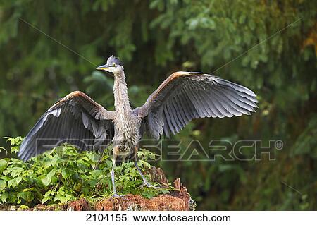 Stock Photography - Blue heron dancing on a tree at fish creek; hyder alaska united states of america. Fotosearch