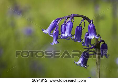 Stock Image - Bluebell (hyacinthoides); northumberland, england. Fotosearch