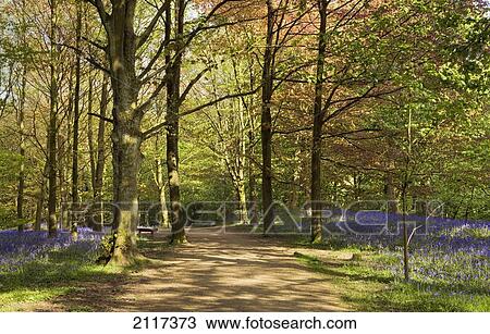Stock Image - Bluebells and beech tree lined path in middleton woods; ilkley yorkshire england. Fotosearch