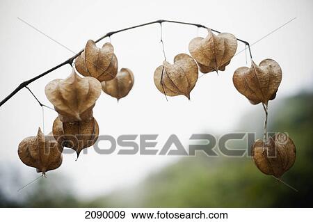 Stock Photo - Branch of a drying plant; yelapa, jalisco, mexico. Fotosearch