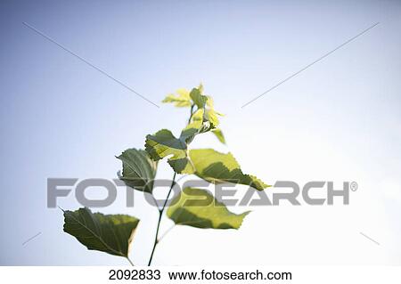 Branch of a ginkgo biloba tree against a blue sky; brampton, ontario, canada View Large Photo Image Stock Image - Branch of a ginkgo biloba tree against a blue sky; brampton, ontario, canada. Fotosearch
