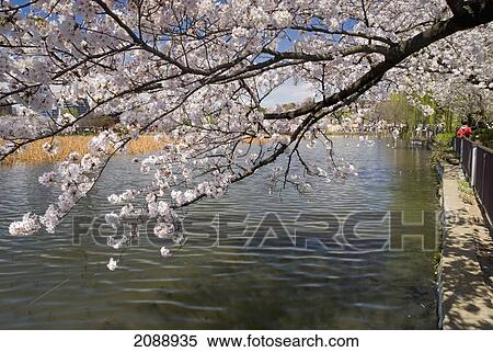 Branches of a cherry tree in bloom over the shore of a lake; tokyo, japan View Large Photo Image Stock Photography - Branches of a cherry tree in bloom over the shore of a lake; tokyo, japan. Fotosearch