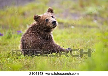 Brown bear cub at lake clarke national park; alaska united states of america View Large Photo Image Stock Image - Brown bear cub at lake clarke national park; alaska united states of america. Fotosearch