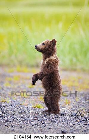 Brown bear cub standing at lake clarke national park; alaska united states of america View Large Photo Image Picture - Brown bear cub standing at lake clarke national park; alaska united states of america. Fotosearch