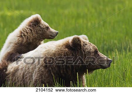 Brown bear cub standing on mother's back at lake clarke national park; alaska united states of america View Large Photo Image Stock Image - Brown bear cub standing on mother's back at lake clarke national park; alaska united states of america. Fotosearch