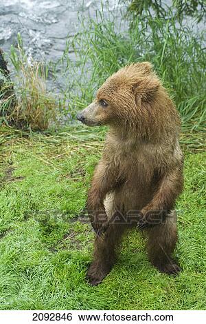 Stock Photograph - Brown bear cub (ursus arctos) at brooks camp in katmai national park; alaska, united states of america. Fotosearch