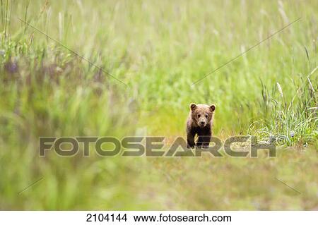 Picture - Brown bear cub walking down a trail at lake clarke national park; alaska united states of america. Fotosearch