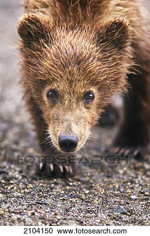 Brown bear cub walking towards camera at lake clarke national park; alaska united states of america View Large Photo Image Stock Image - Brown bear cub walking towards camera at lake clarke national park; alaska united states of america. Fotosearch