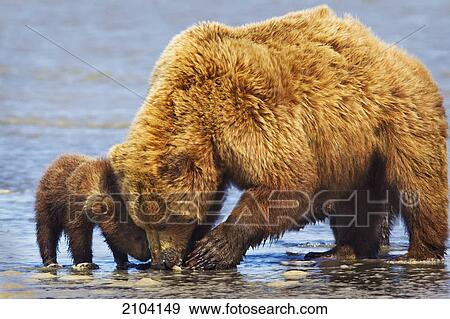 Brown bear sow and cub clamming at lake clarke national park; alaska united states of america View Large Photo Image Stock Photo - Brown bear sow and cub clamming at lake clarke national park; alaska united states of america. Fotosearch