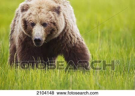 Brown bear up close at lake clarke national park; alaska united states of america View Large Photo Image Stock Photo - Brown bear up close at lake clarke national park; alaska united states of america. Fotosearch