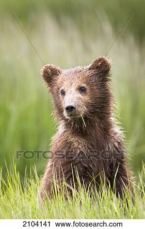 Brown bear (ursus arctos) cub sticks it's head up looking for one of it's two other siblings at lake clarke national park; alaska united states of america View Large Photo Image Stock Image - Brown bear (ursus arctos) cub sticks it's head up looking for one of it's two other siblings at lake clarke national park; alaska united states of america. Fotosearch