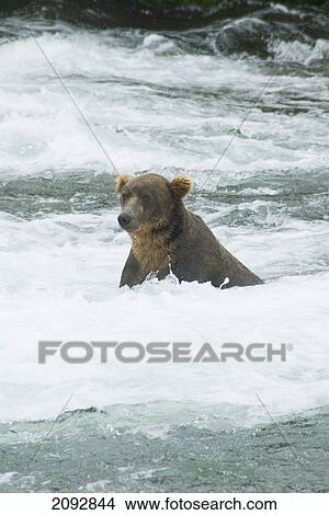 Brown bear (ursus arctos) fishing for salmon at brook falls in katmai national park; alaska, united states of america View Large Photo Image Picture - Brown bear (ursus arctos) fishing for salmon at brook falls in katmai national park; alaska, united states of america. Fotosearch