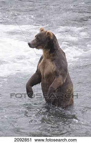 Stock Image - Brown bear (ursus arctos) standing in the river at brooks camp in katmai national park; alaska, united states of america. Fotosearch