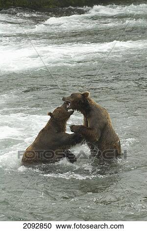 Stock Image - Brown bears (ursus arctos) sparing for salmon fishing position at brooks camp in katmai national park; alaska, united states of america. Fotosearch