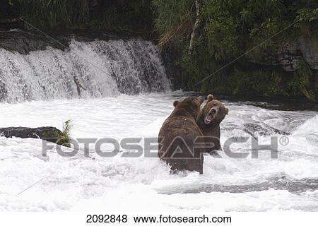 Stock Photo - Brown bears (ursus arctos) sparing for salmon fishing position at brooks camp in katmai national park; alaska, united states of america. Fotosearch