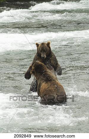 Brown bears (ursus arctos) sparing for salmon fishing position at brooks camp in katmai national park; alaska, united states of america View Large Photo Image Stock Photo - Brown bears (ursus arctos) sparing for salmon fishing position at brooks camp in katmai national park; alaska, united states of america. Fotosearch