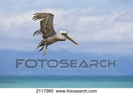 Brown pelican (pelecanus occidentalis) flying off the beach on the osa peninsula; costa rica View Large Photo Image Stock Image - Brown pelican (pelecanus occidentalis) flying off the beach on the osa peninsula; costa rica. Fotosearch
