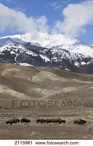 Stock Image - Buffalo grazing in meadow with mountains in the background in yellowstone national park; wyoming united states of america. Fotosearch