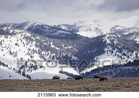Buffalo grazing in meadow with mountains in the background in yellowstone national park; wyoming united states of america View Large Photo Image Stock Image - Buffalo grazing in meadow with mountains in the background in yellowstone national park; wyoming united states of america. Fotosearch