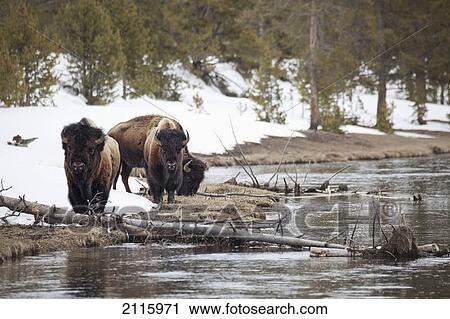 Stock Image - Buffalo walking along the river's edge in yellowstone national park; wyoming united states of america. Fotosearch