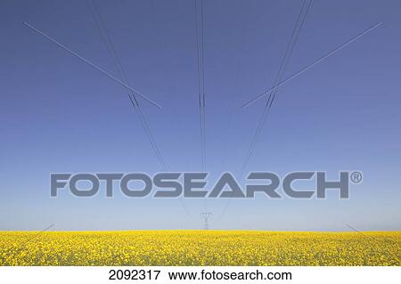 Canola field and power lines, east of nanton; alberta, canada View Large Photo Image Stock Photo - Canola field and power lines, east of nanton; alberta, canada. Fotosearch