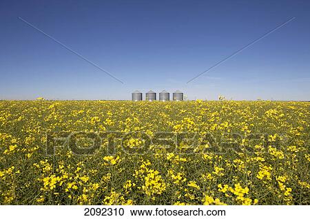 Stock Image - Canola field, near beiseker; alberta, canada. Fotosearch