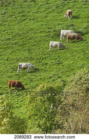 Cattle grazing in a field; ireland View Large Photo Image Stock Image - Cattle grazing in a field; ireland. Fotosearch