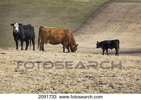 Cattle grazing in stubble field with new born calf in the springtime; alberta, canada View Large Photo Image Stock Image - Cattle grazing in stubble field with new born calf in the springtime; alberta, canada. Fotosearch